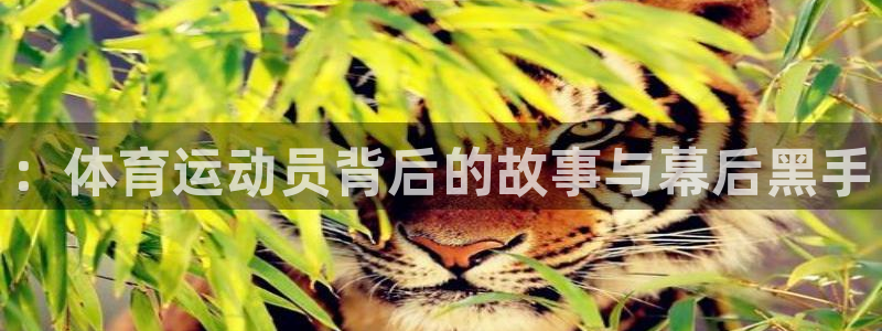 ：体育运动员背后的故事与幕后黑手